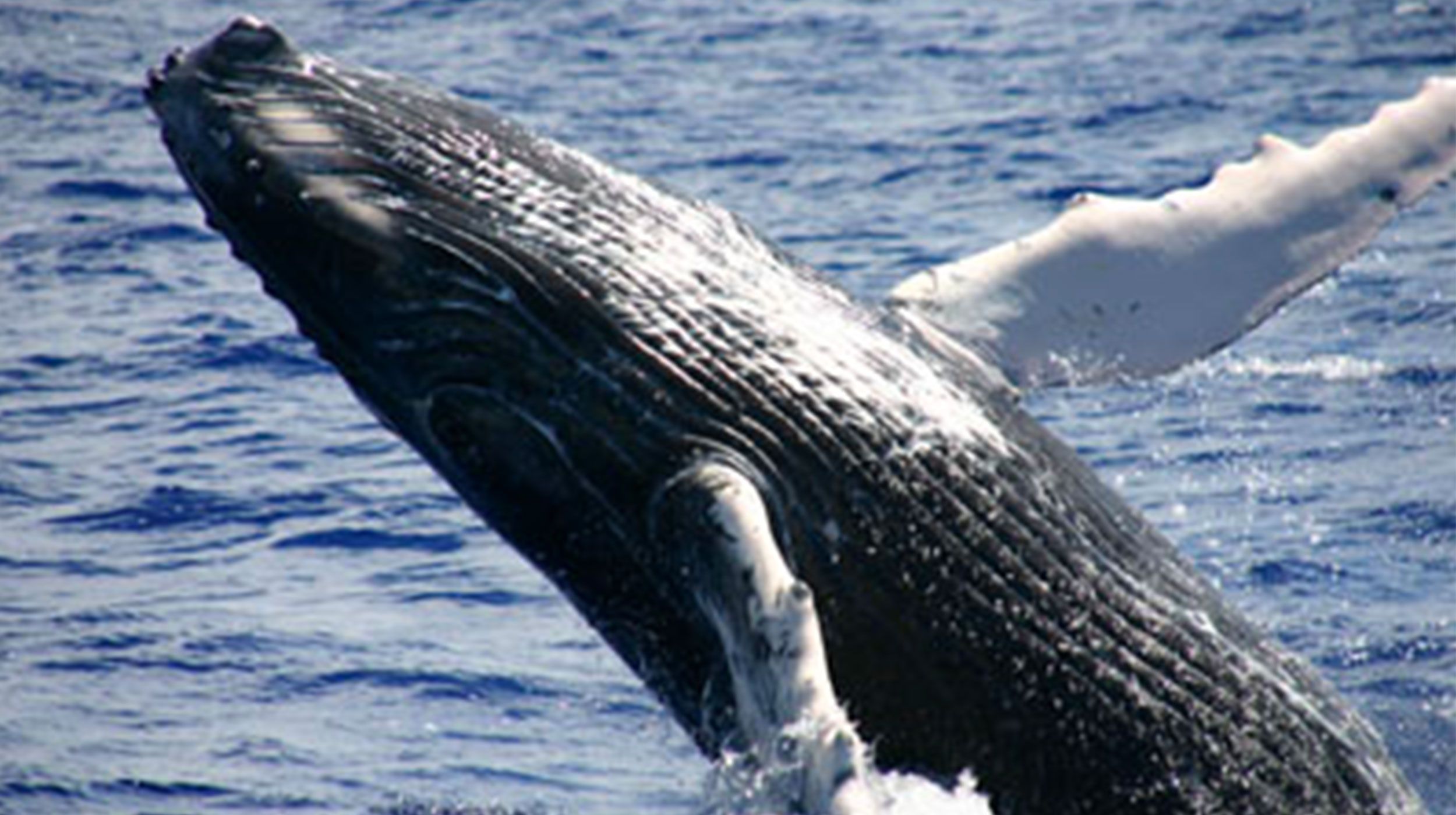 Pacific Blue Adventure Baleine