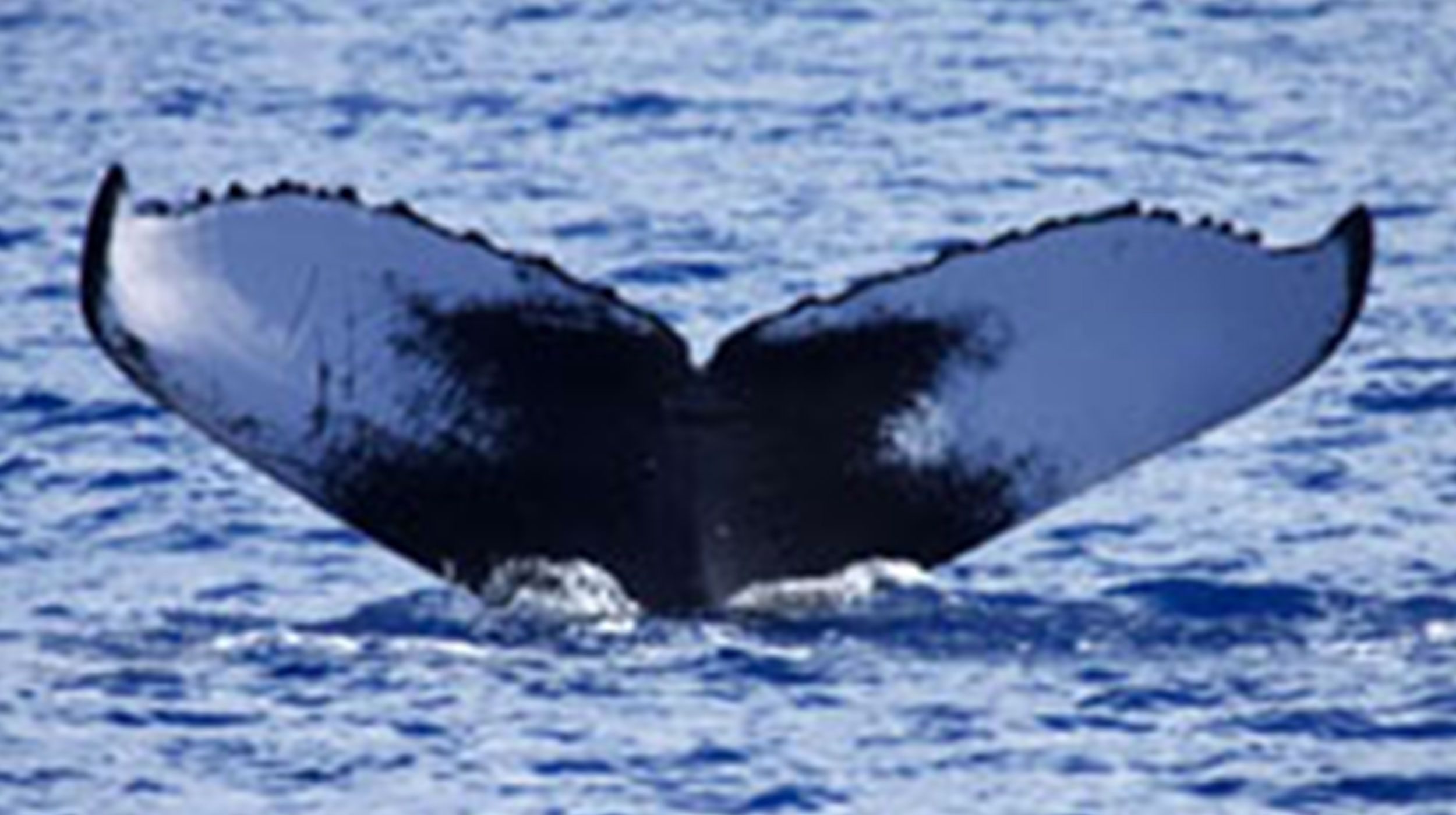Pacific Blue Adventure whales dolphins